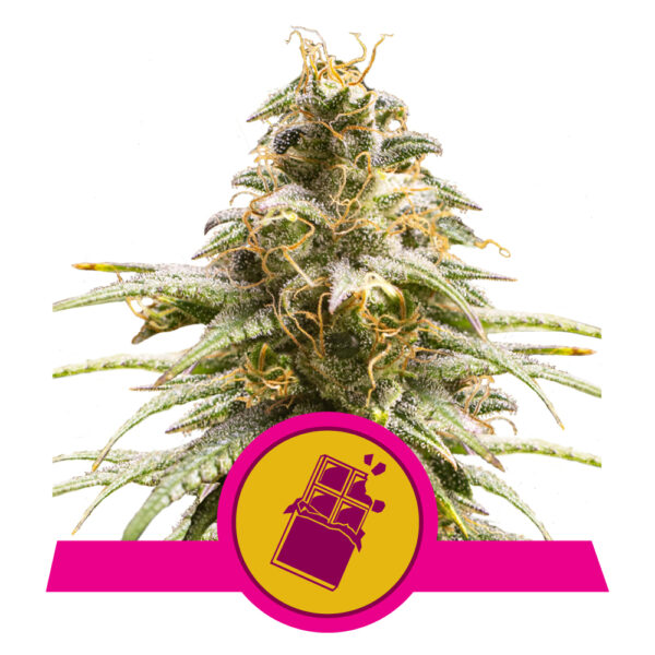 Fem_Chocolate_Haze