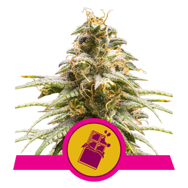 Fem_Chocolate_Haze