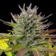 amg-amnesia-mac-ganja