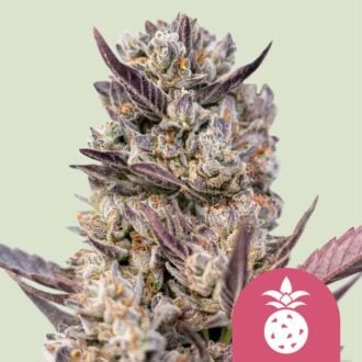 tropicana-cookies-purple